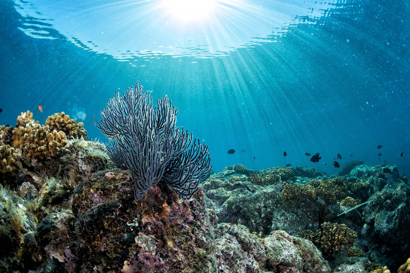 a coral reef seen from below the water surface - illustrating EOMAP's satellite-based insights