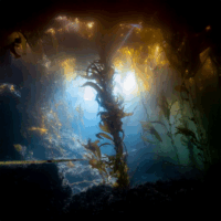 Kelp plant underwater with a measurement band - EOMAP monitoring kelp at LA Ports in USA